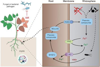 Corrigendum: Development of plant systemic resistance by beneficial rhizobacteria: Recognition, initiation, elicitation and regulation